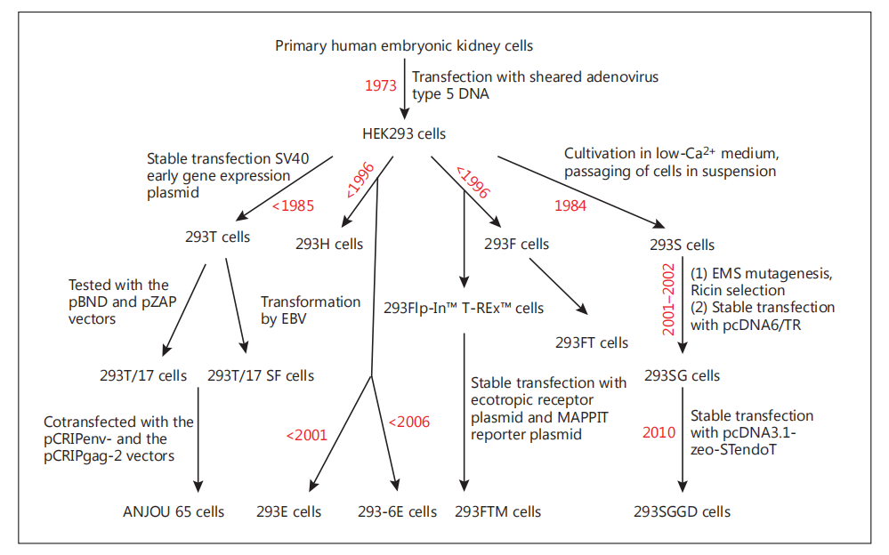HEK293细胞系及其衍生/历史的示意图