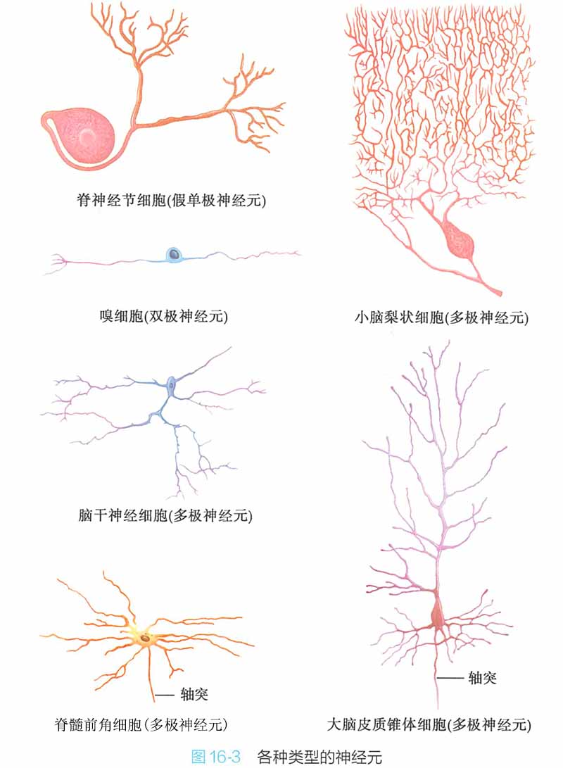 神经元类型